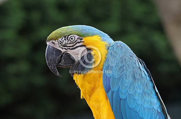 Blue and Yellow Macaw Blue and Yellow Macaw