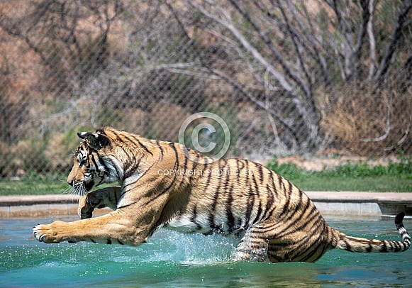 Tiger jumping into a swimming pool
