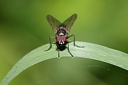 House Fly