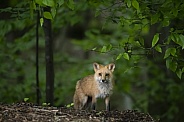 Red Fox