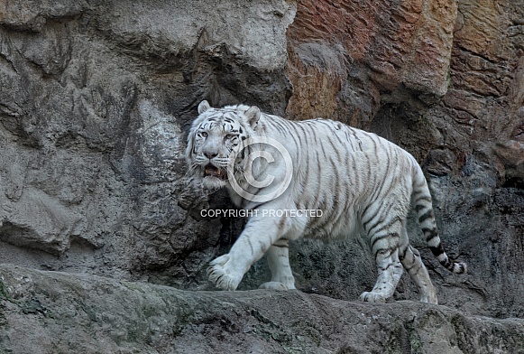 White Tiger on the Rock