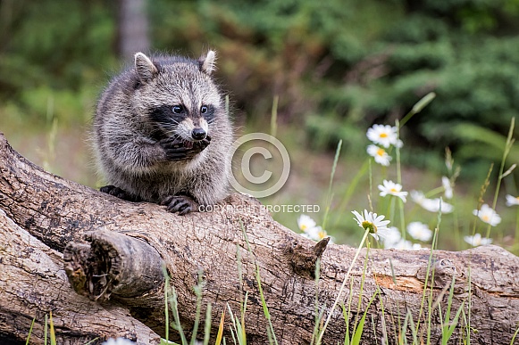 Raccoon Baby - 2 Months Old – Wildlife Reference Photos for Artists