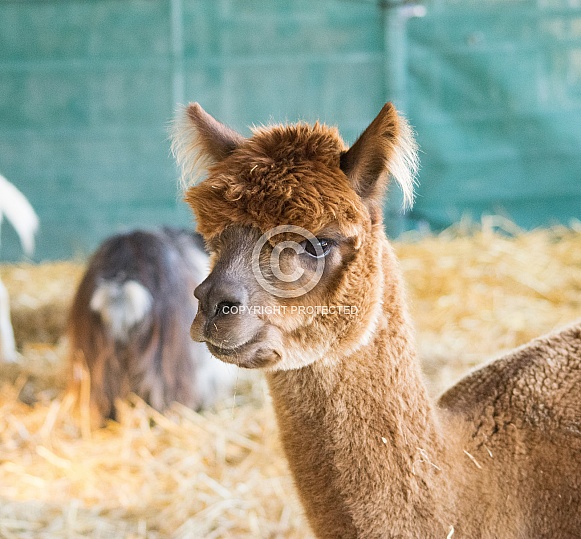 Huacaya Alpaca