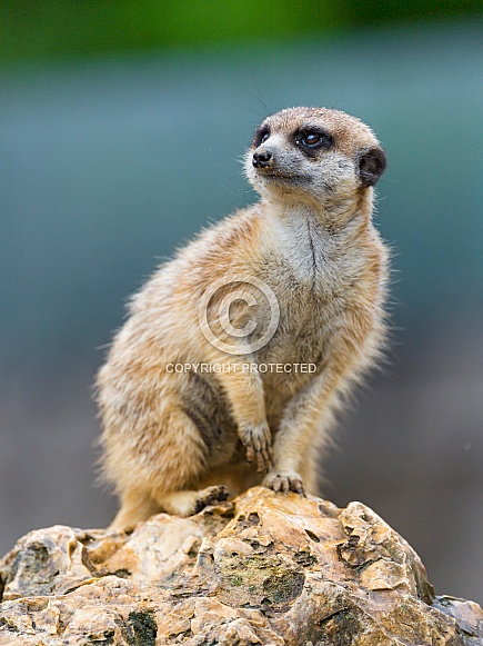 Meerkat