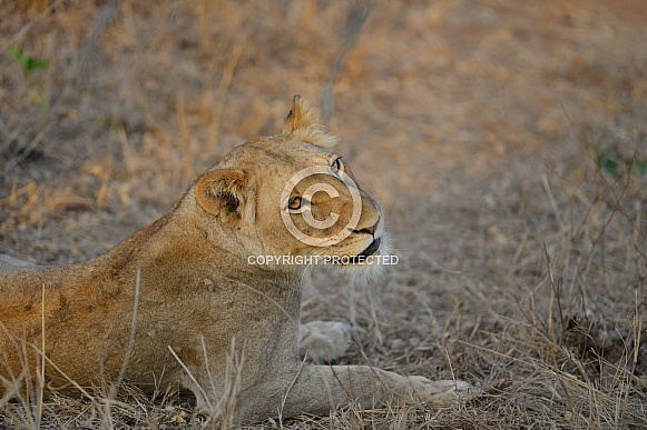 African Lioness (wild) African Lioness (wild)