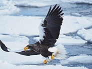 Steller's Sea Eagle