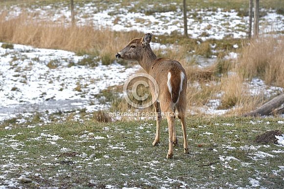 White-Tailed Deer White-Tailed Deer
