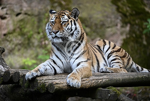 Siberian Tiger