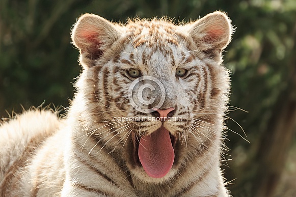White Tiger Cub