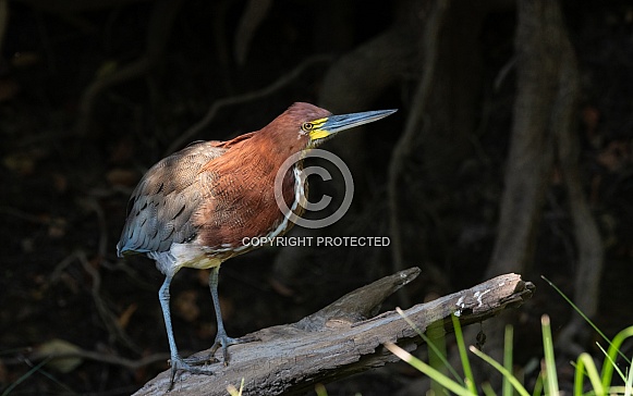 Rufescent Tiger Heron