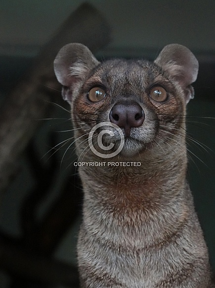 Fossa