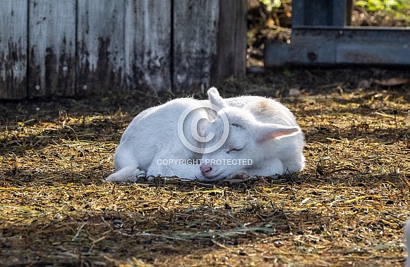 Baby sheep Lambs Baby sheep Lambs