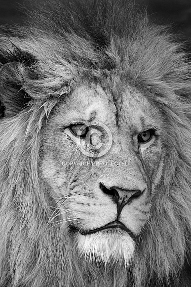 Barbary Lion Barbary Lion