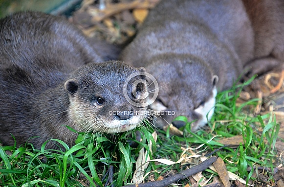 European Otter European Otter