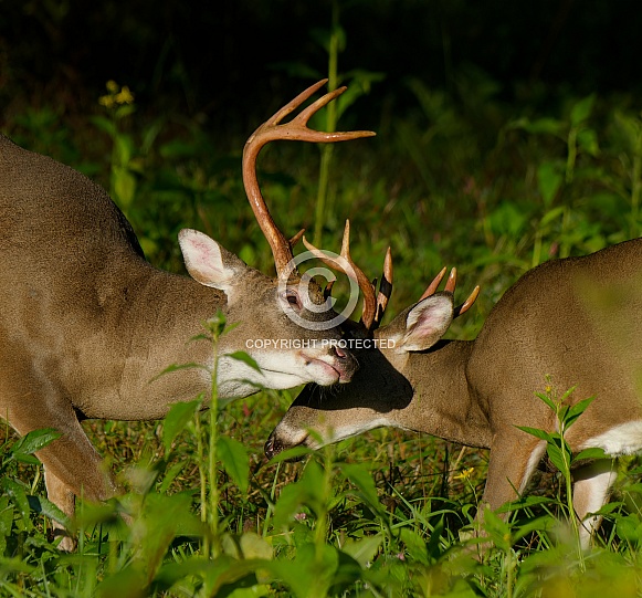 White tail deer