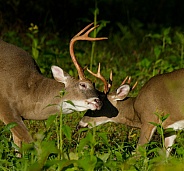 White tail deer
