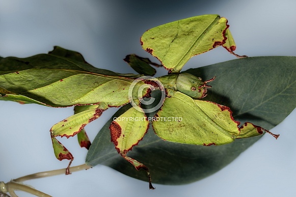 Leaf Insect