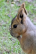 Patagonian mara (Dolichotis patagonum)