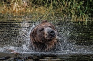 Grizzly Bear