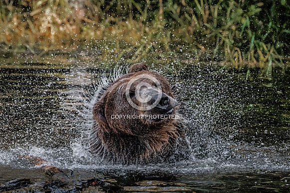 Grizzly Bear