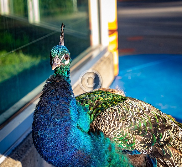 Male Peacock or Peafowl