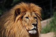 Male African Lion Close Up 1
