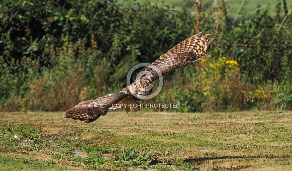 African Spotted Eagle Owl