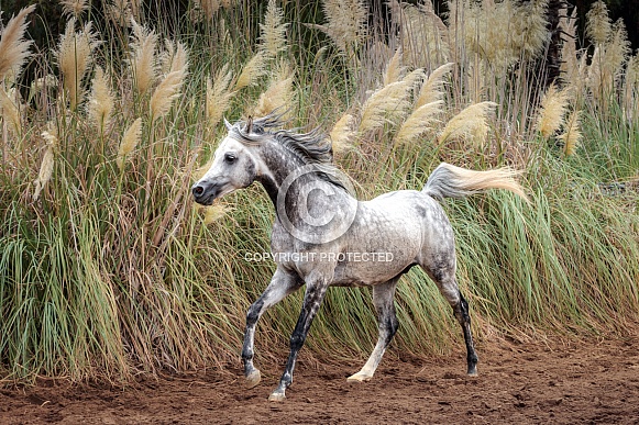 Arabian