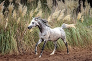 Arabian