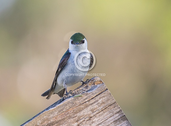 Violet-green Swallow Sitting Still
