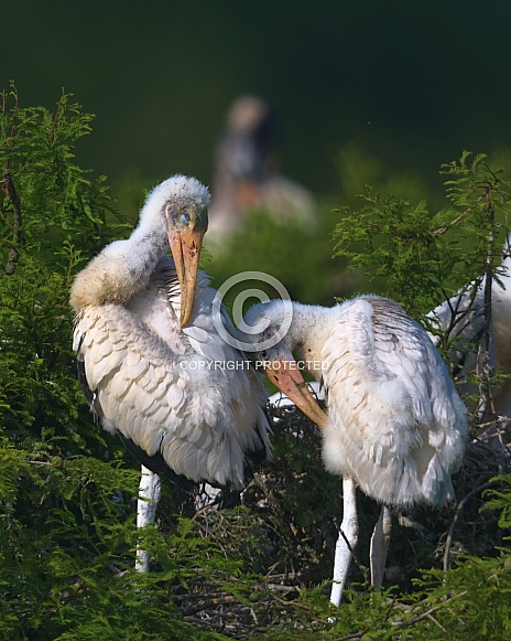 Juvenile Wood Storks