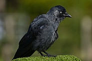 Jackdaw