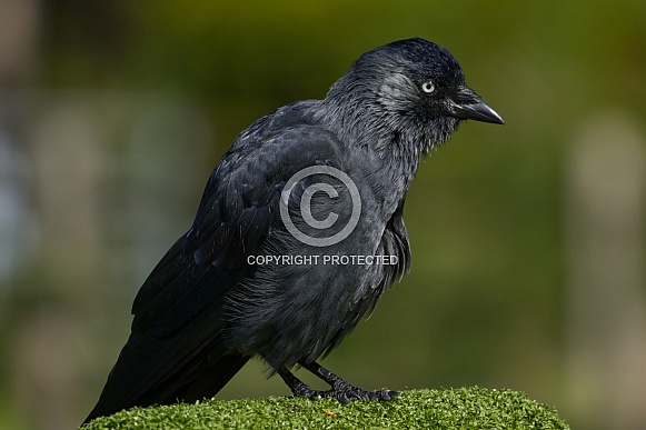 Jackdaw