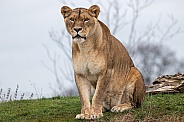 Sitting African Lioness