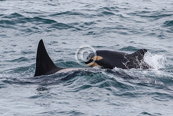 Orca, killer whale (wild)