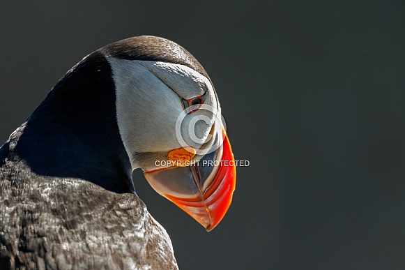 Puffin the birds from the arctic. Puffin the birds from the arctic.