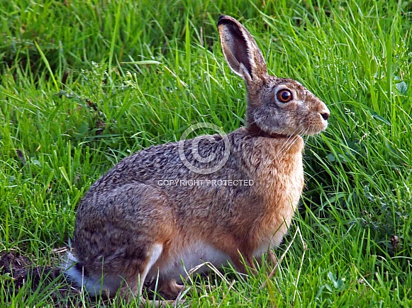 Hare
