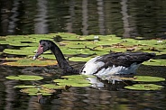Magpie Goose Swimming