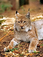 Lying Lynx