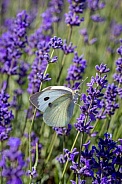 Cabbage White Butterfly (Pieris brassicae) on a lavender flower