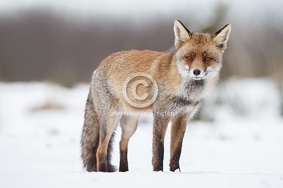 Red fox in Nature