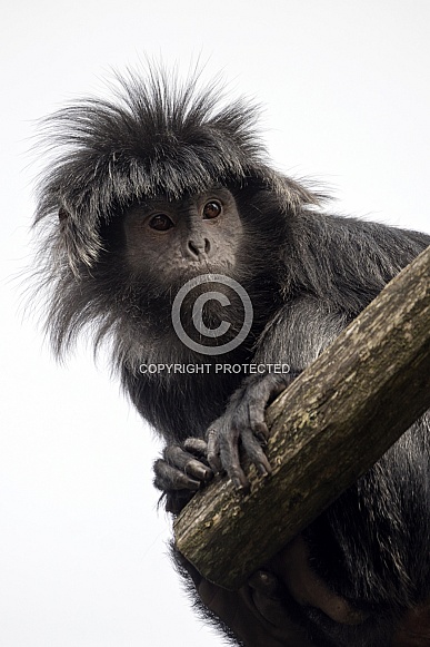 Javan langur (Trachypithecus auratus)