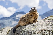 Wild marmot posing