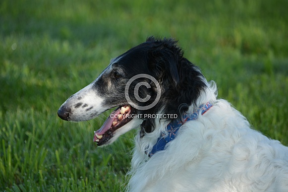 Borzoi
