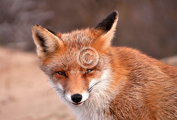 Red Fox Red Fox