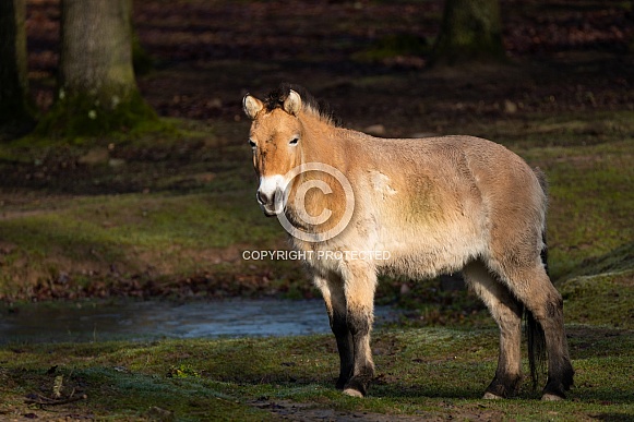 Przewalski's horse