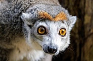 The crowned lemur (Eulemur coronatus)