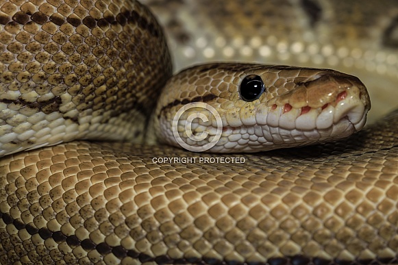 Ball Python Ball Python