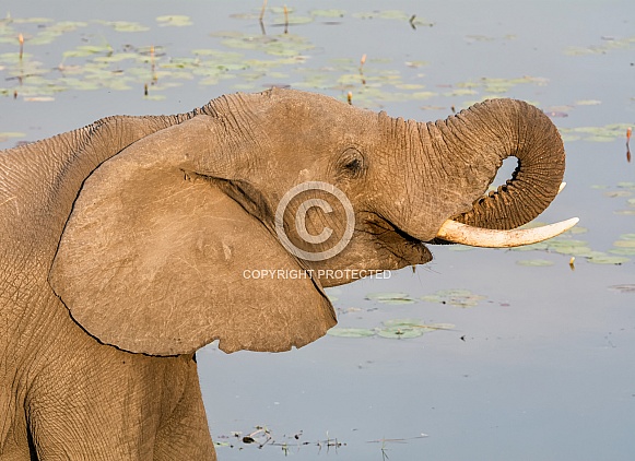 African Elephant (wild)