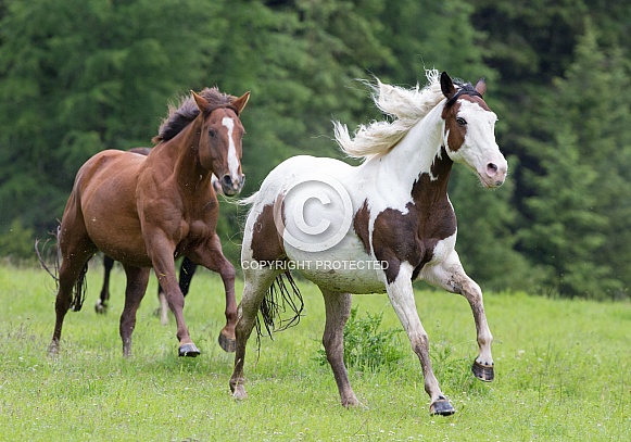 2 Horses Running